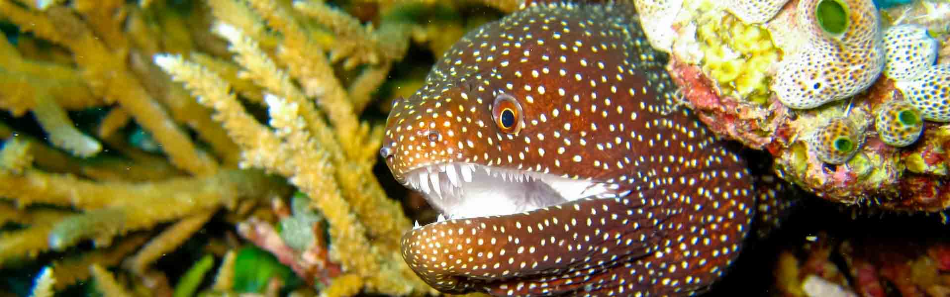 The Dwarf Brown Moray